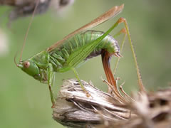 Conocephalus discolor laying eggs